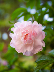 Fototapeta na wymiar Pink flower in garden