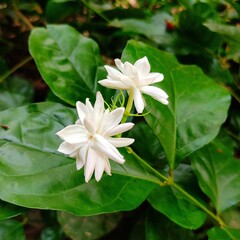 Jasminum sambac (Arabian jasmine or Sambac jasmine) jasmine flowers, white flower