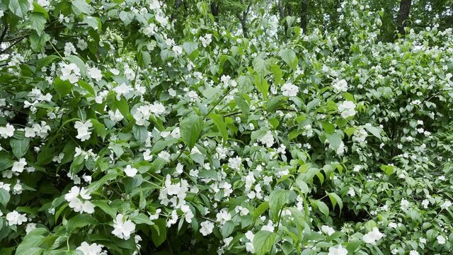large flowering jasmine bush with white flowers on a spring day
