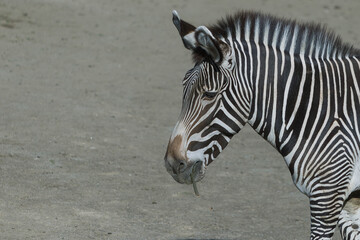 横向きのシマウマ