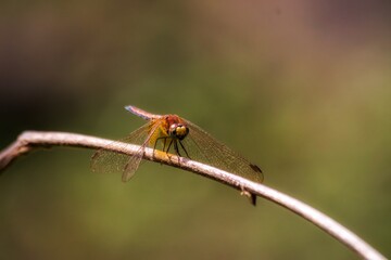 Red dragonfly on a leaf