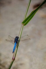 blue dragonfly on a leaf