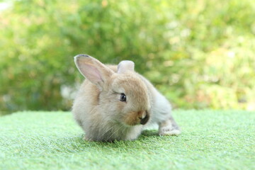 Cute litte rabbit on green grass with natural bokeh as background. Young adorable bunny playing in garden.