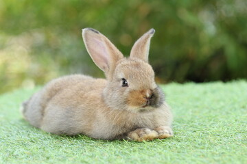 Cute litte rabbit on green grass with natural bokeh as background. Young adorable bunny playing in garden.