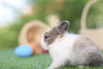 Baby cute and adorable rabbit sitting on green grass. Small and young bunny  is a lovely furry pet.  Easter concept on yellow background, egg and grass with bokeh as nature background