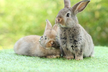 Student and school concept ⁬with cute litte rabbit wearing eyeglasses on green grass with natural bokeh as background. Young adorable bunny playing in garden.