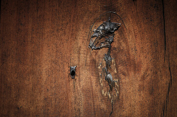 Plank wood table floor with natural pattern texture background.