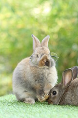 Student and school concept ⁬with cute litte rabbit wearing eyeglasses on green grass with natural bokeh as background. Young adorable bunny playing in garden.