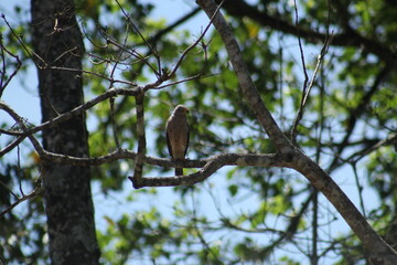 gavilán pollero Costa Rica