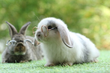 Student and school concept ⁬with cute litte rabbit wearing eyeglasses on green grass with natural bokeh as background. Young adorable bunny playing in garden.