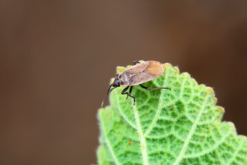 Bugs on green leaves, North China