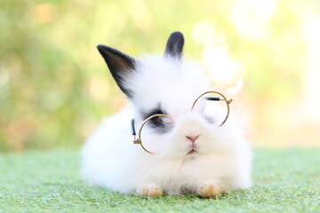 Cute litte rabbit wearing eyeglasses on green grass with natural bokeh as background. Young adorable bunny playing in garden. Student and school idea.