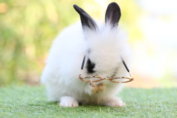 Cute litte rabbit wearing eyeglasses on green grass with natural bokeh as background. Young adorable bunny playing in garden. Student and school idea.