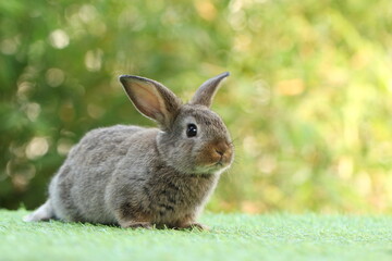 Cute litte rabbit on green grass with natural bokeh as background. Young adorable bunny playing in garden.