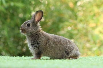 Cute litte rabbit on green grass with natural bokeh as background. Young adorable bunny playing in garden.