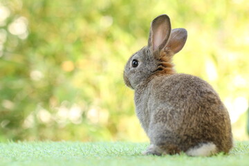 Cute litte rabbit on green grass with natural bokeh as background. Young adorable bunny playing in garden.
