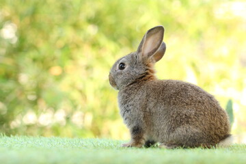 Cute litte rabbit on green grass with natural bokeh as background. Young adorable bunny playing in garden.