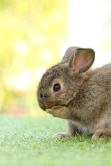 Cute litte rabbit on green grass with natural bokeh as background. Young adorable bunny playing in garden.