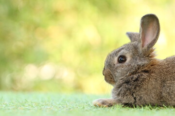Cute litte rabbit on green grass with natural bokeh as background. Young adorable bunny playing in garden.