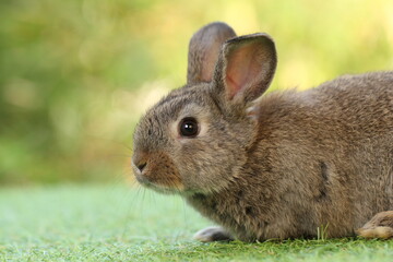 Cute litte rabbit on green grass with natural bokeh as background. Young adorable bunny playing in garden.