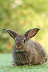 Cute litte rabbit on green grass with natural bokeh as background. Young adorable bunny playing in garden.