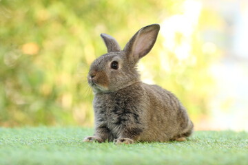Cute litte rabbit on green grass with natural bokeh as background. Young adorable bunny playing in garden.