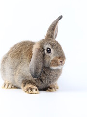 Young adorable bunny sits on white background. Cute baby rabbit for Easter and new born celebretion.  2 months pet