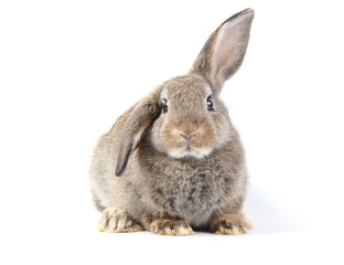 Young adorable bunny sits on white background. Cute baby rabbit for Easter and new born celebretion.  2 months pet