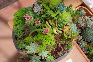 おしゃれな多肉植物の寄せ植え