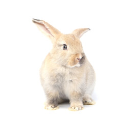 Obraz premium Young adorable bunny sits on white background. Cute baby rabbit for Easter and new born celebretion. 2 months pet