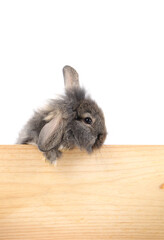 Fototapeta premium Young adorable bunny sits on white background. Cute baby rabbit for Easter and new born celebretion. 2 months pet