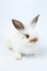 Young adorable bunny sits on white background. Cute baby rabbit for Easter and new born celebretion.  2 months pet