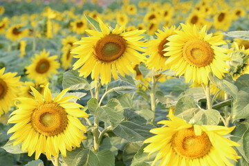 Sunflower field outdoor under sunshine during day. Fresh yellow flower with green leaves.
