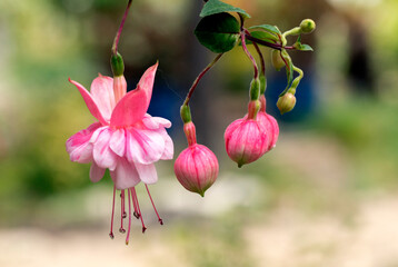 pink and white fuchsia in bloom and as buds in the south coast botanic gardens in Palos Verdes