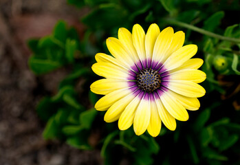 Beautifully perfect yellow flower in the South Coast Botanic gardens in Palo Verdes California