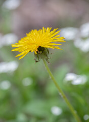 A macro image of a bright yellow dandelion (taraxacom)  with soft green field background