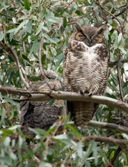Female great horned owl with a fledgling perched on a branch at the Huntington Beach Central Park