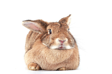 Brown little rabbit, adorable young bunny on white backround