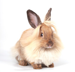 Obraz premium Brown little rabbit, adorable young bunny on white backround
