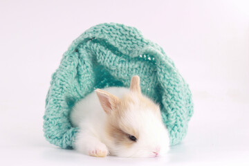 Little cute baby rabbit with small brown ears in green yarn kntting cloth on white background. Baby...