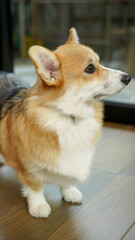 Corgi in modern house. Pembroke Welsh Corgi, originated in Pembrokeshire, Wales.  Welsh Corgi or Cardigan Welsh Corgi descend from northern spitz-type dogs.