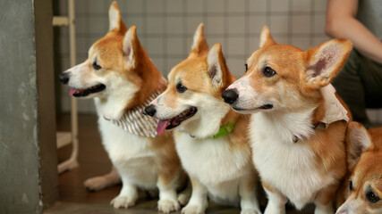 Corgi in modern house. Pembroke Welsh Corgi, originated in Pembrokeshire, Wales.  Welsh Corgi or Cardigan Welsh Corgi descend from northern spitz-type dogs.