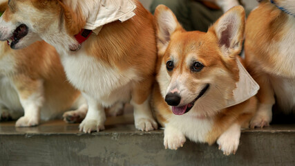 Corgi in modern house. Pembroke Welsh Corgi, originated in Pembrokeshire, Wales.  Welsh Corgi or Cardigan Welsh Corgi descend from northern spitz-type dogs.