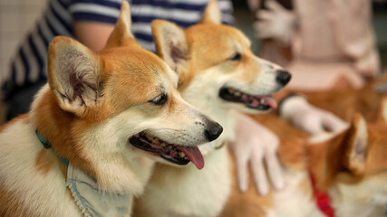 Corgi in modern house. Pembroke Welsh Corgi, originated in Pembrokeshire, Wales.  Welsh Corgi or Cardigan Welsh Corgi descend from northern spitz-type dogs.