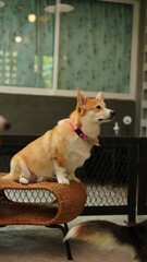 Corgi in modern house. Pembroke Welsh Corgi, originated in Pembrokeshire, Wales.  Welsh Corgi or Cardigan Welsh Corgi descend from northern spitz-type dogs.