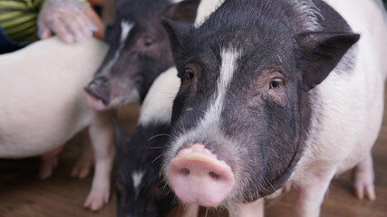 White and black dot small pig and adult pig as friendly pet. Lovely and cute piggy.