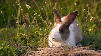Rabbit in green field and farm way. Lovely and lively bunny in nature with happiness. Hare in the forest.