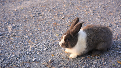 Rabbit in green field and farm way. Lovely and lively bunny in nature with happiness. Hare in the forest.