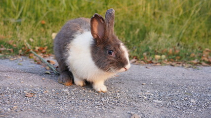 Rabbit in green field and farm way. Lovely and lively bunny in nature with happiness. Hare in the forest.