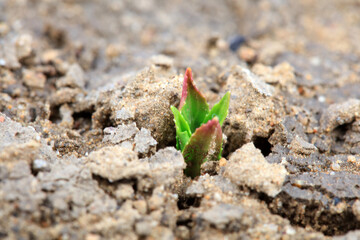 Plants sprout out of the soil